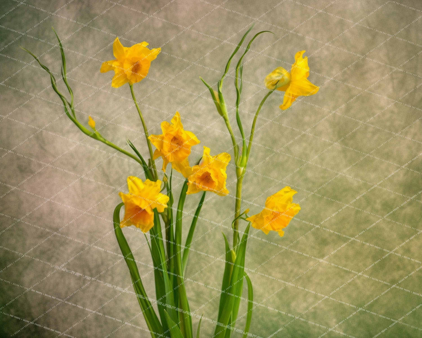 Daffy Blooms - MT