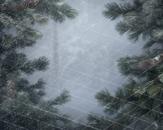 Peek through the Pines - MT