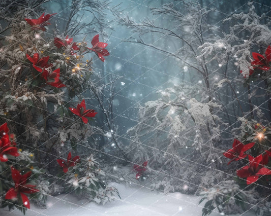 Poinsettia Wonders - MT