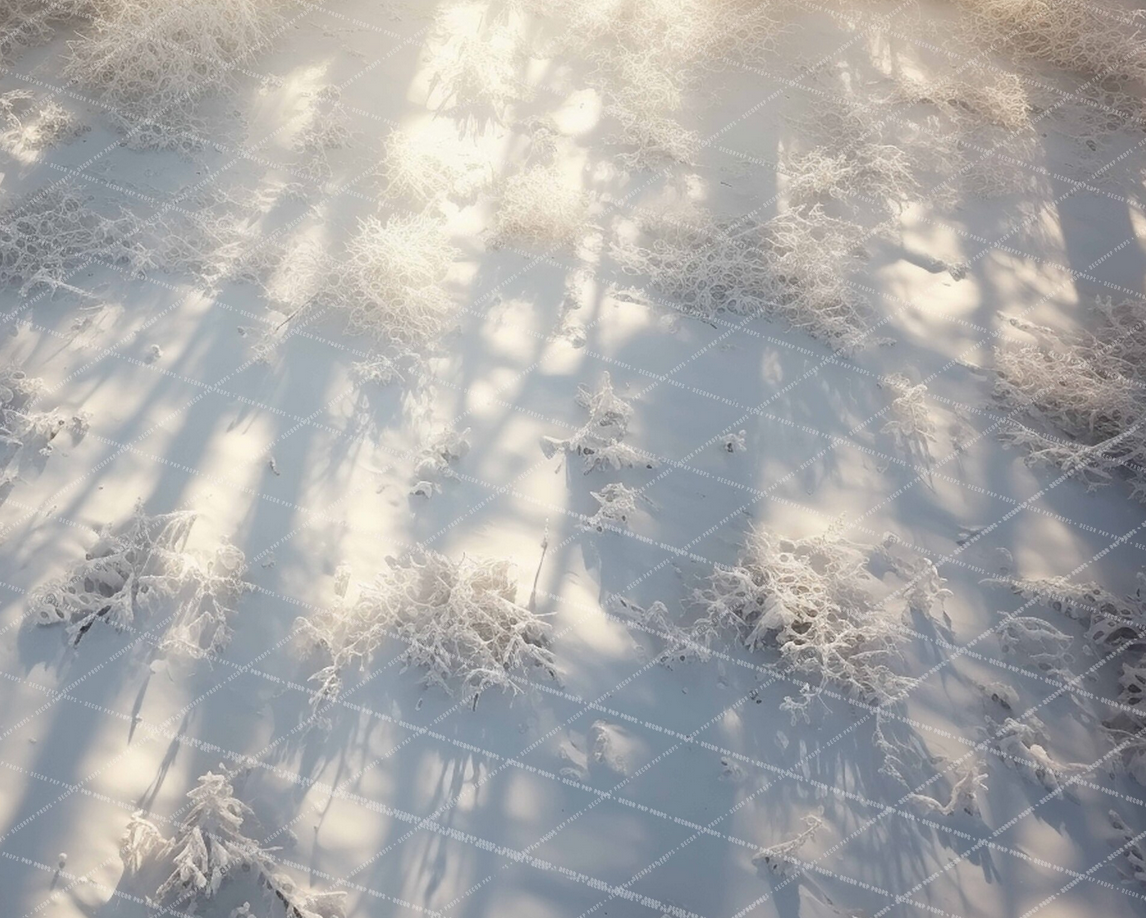 Birch Winter Forest Floor - MT