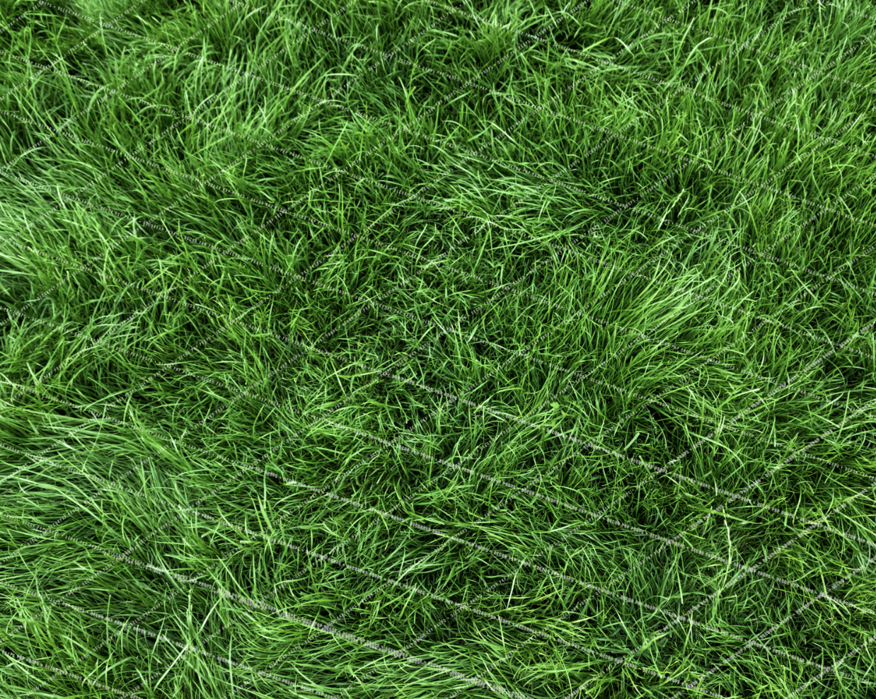SOFT GRASS
