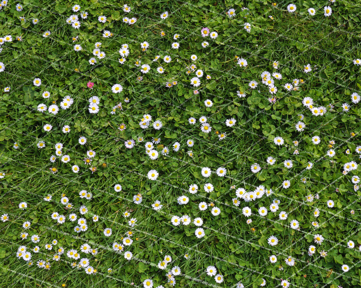 DAISY GRASS - PKP