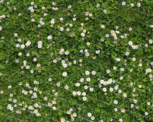DAISY GRASS - PKP