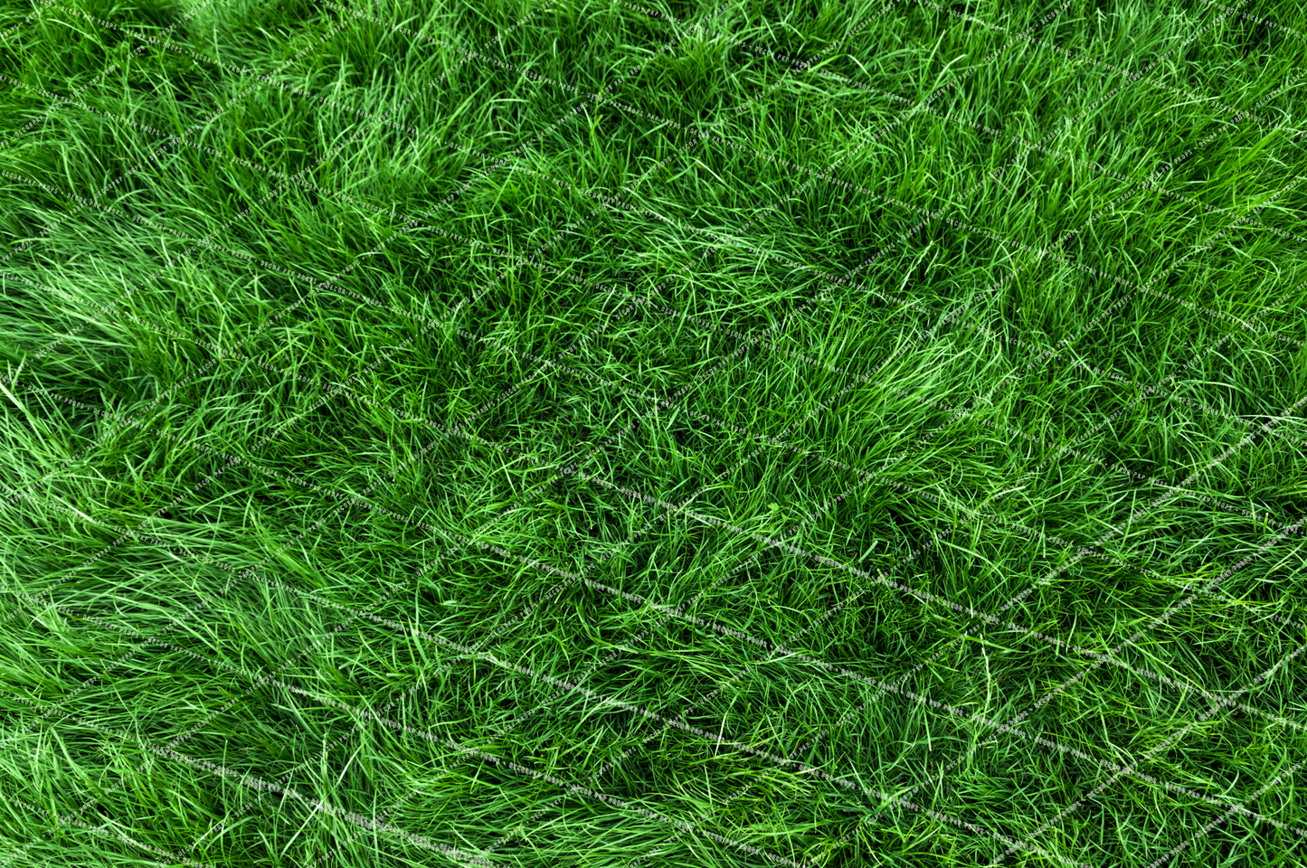 SOFT GRASS