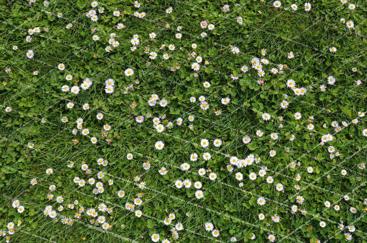 DAISY GRASS - PKP