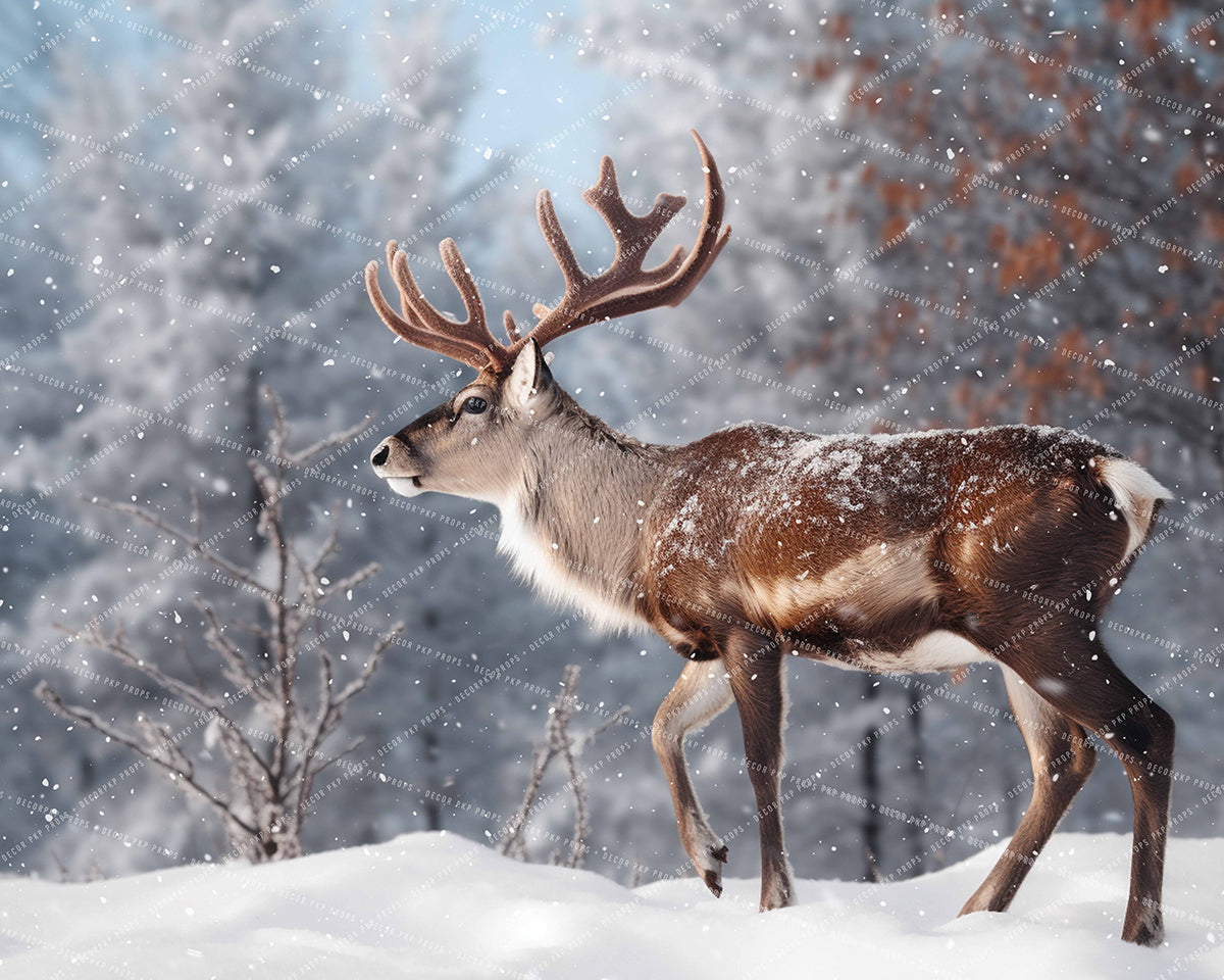Winter Wildlife with Snow - MT