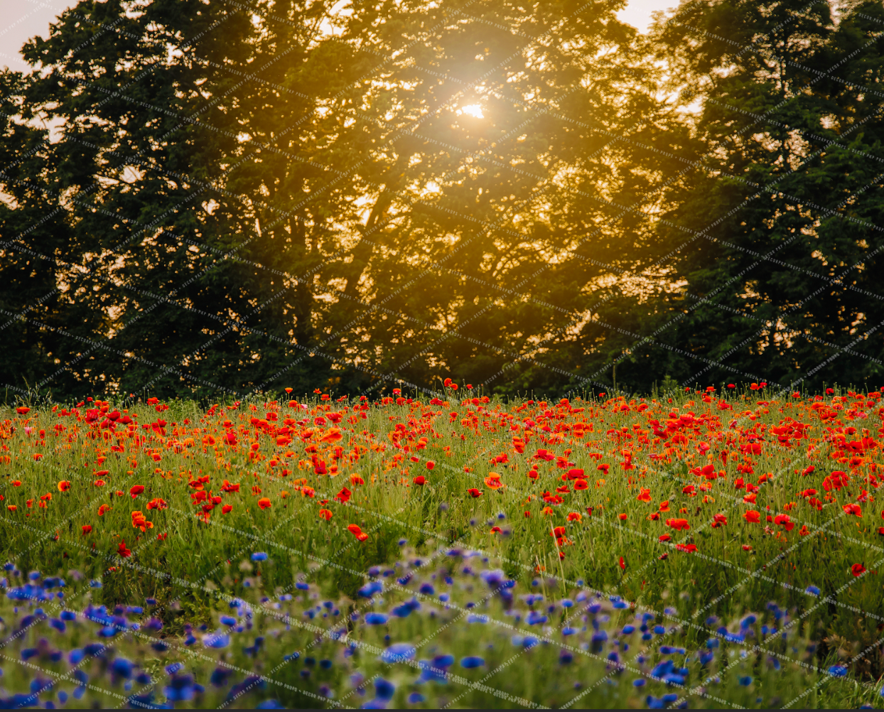 KENTUCKY POPPY FIELD - VICKY HUEIT