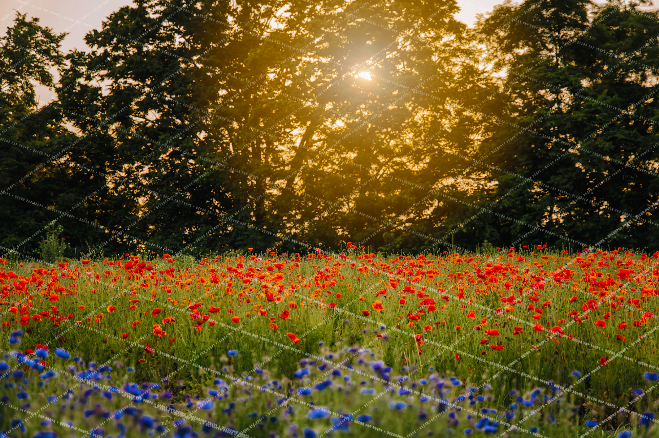 KENTUCKY POPPY FIELD - VICKY HUEIT